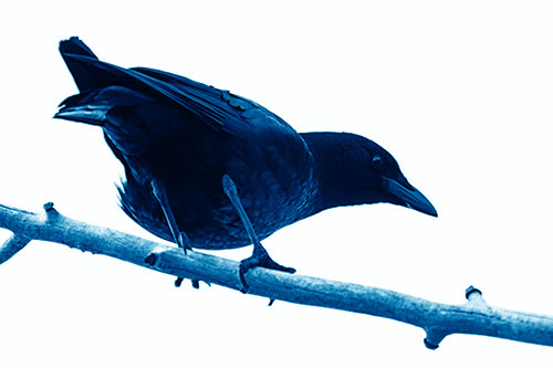 Crouching Crow Peeking Below Thick Tree Branch (Blue Shade Photo)