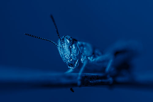 Crouching Grasshopper Gripping Onto Grass Blade (Blue Shade)