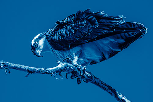 Crouching Osprey Hawk Looking Below Shredded Tree Branch (Blue Shade)