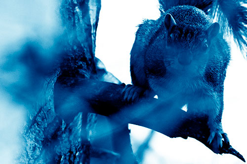 Crouching Squirrel Atop Jagged Broken Tree Branch (Blue Shade Photo)