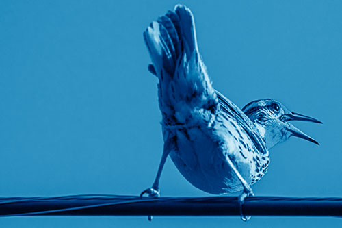 Crouching Western Meadowlark Singing Towards Sunlight (Blue Shade)