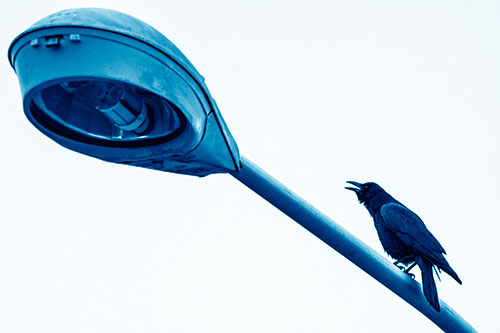 Crow Cawing Atop Sloping Light Pole (Blue Shade Photo)