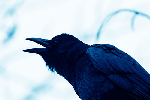 Crow Cawing Into Fog Filled Sky (Blue Shade Photo)