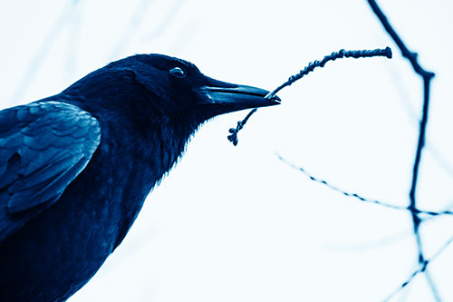 Crow Clasping Stick Among Tree Branches (Blue Shade Photo)