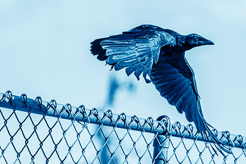 Crow Flying Over Chain Link Fence (Blue Shade)