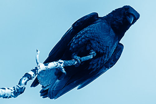 Crow Glancing Downward Atop Decaying Tree Branch (Blue Shade Photo)