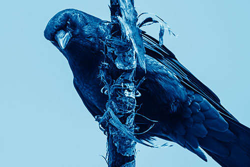 Crow Glaring Downward Atop Peeling Tree Branch (Blue Shade Photo)