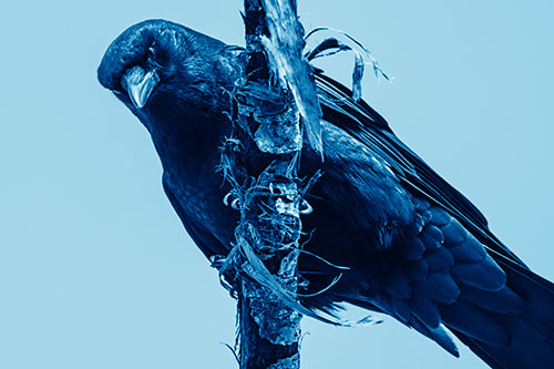 Crow Glaring Downward Atop Peeling Tree Branch (Blue Shade)
