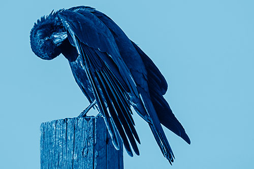Crow Grooming Wing Atop Wooden Post (Blue Shade Photo)