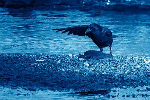 Crow Pointing Upstream Using Wing (Blue Shade Photo)
