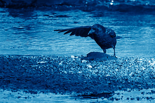 Crow Pointing Upstream Using Wing (Blue Shade)