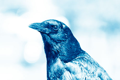 Crow Posing For Headshot (Blue Shade Photo)