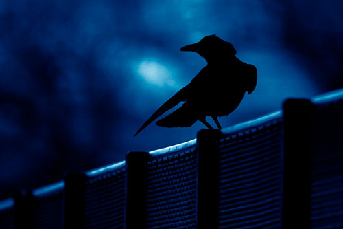 Crow Silhouette Atop Guardrail (Blue Shade Photo)