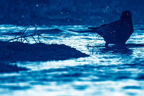 Crow Splashing River Water (Blue Shade Photo)
