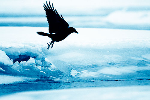 Crow Taking Flight Off Icy Shoreline (Blue Shade Photo)