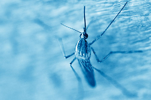 Culex Pipien Mosquito Resting Vertically (Blue Shade Photo)