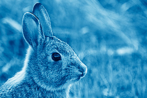 Curious Bunny Rabbit Looking Sideways (Blue Shade Photo)