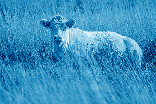 Curious Cow Awakens From Nap (Blue Shade Photo)