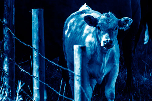 Curious Cow Calf Making Eye Contact (Blue Shade Photo)