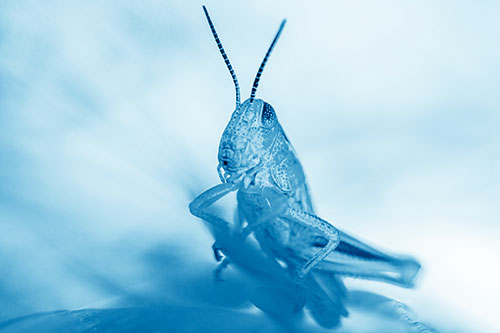 Curious Crouching Grasshopper Perched Atop Leaf Petal (Blue Shade)