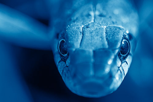 Curious Garter Snake Makes Direct Eye Contact (Blue Shade Photo)