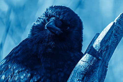 Curious Head Tilting Crow Perched Among Tree Branch (Blue Shade Photo)