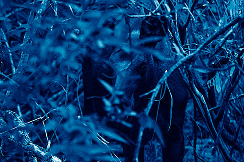 Curious Moose Looking Around (Blue Shade Photo)