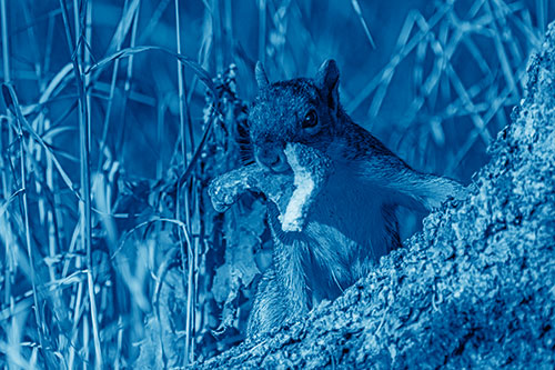 Curious Pizza Crust Squirrel (Blue Shade Photo)