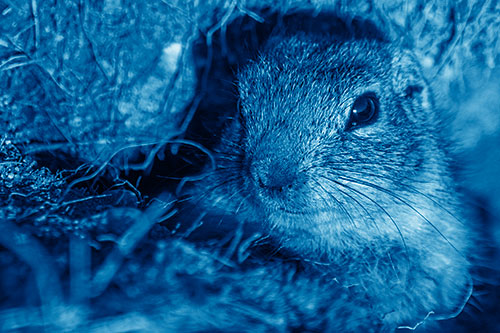 Curious Prairie Dog Watches From Dirt Tunnel Entrance (Blue Shade)