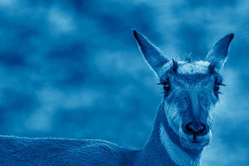 Curious Pronghorn Staring Across Roadway (Blue Shade)