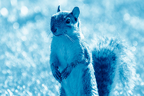 Curious Squirrel Standing On Hind Legs (Blue Shade Photo)