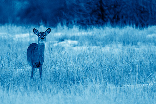 Curious White Tailed Deer Watching Among Snowy Field (Blue Shade Photo)