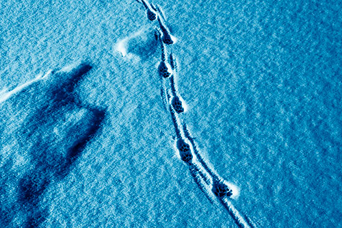 Curving Animal Footprint Trail Dragging Along Snow (Blue Shade Photo)