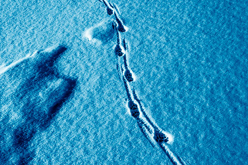Curving Animal Footprint Trail Dragging Along Snow (Blue Shade)