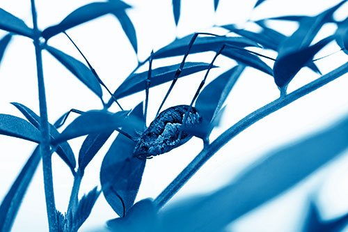 Daddy Longlegs Harvestmen Spider Crawling Down Plant Stem (Blue Shade Photo)