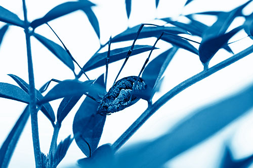 Daddy Longlegs Harvestmen Spider Crawling Down Plant Stem (Blue Shade)