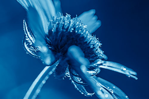Damp Coneflower Blossoming Towards Sunlight (Blue Shade Photo)