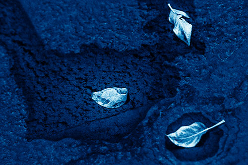 Damp Leaf Face Rests Atop Wet Desiccating Pavement (Blue Shade)
