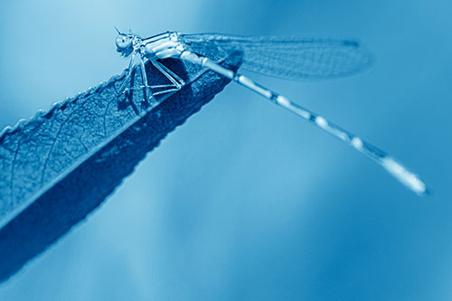Damselfly Clamping Onto Leaf Petal Edge (Blue Shade)