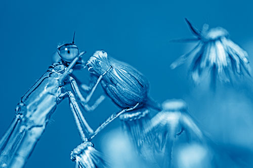 Damselfly Rubbing Eye Among Horseweeds (Blue Shade)