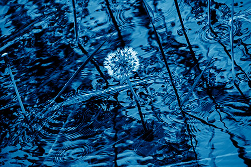 Dandelion Standing Tall During Flash Flood (Blue Shade Photo)