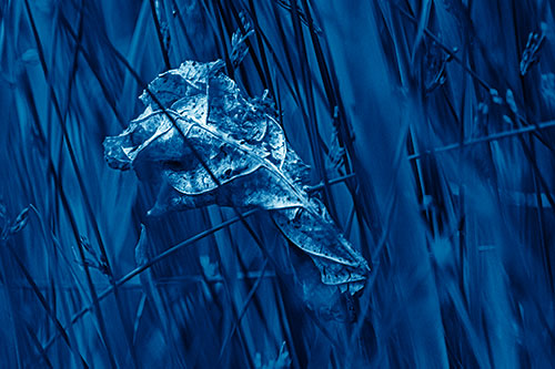 Dead Decayed Leaf Rots Among Reed Grass (Blue Shade Photo)