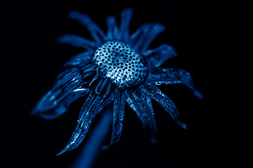 Dead Dewy Rotting Salsify Flower (Blue Shade Photo)