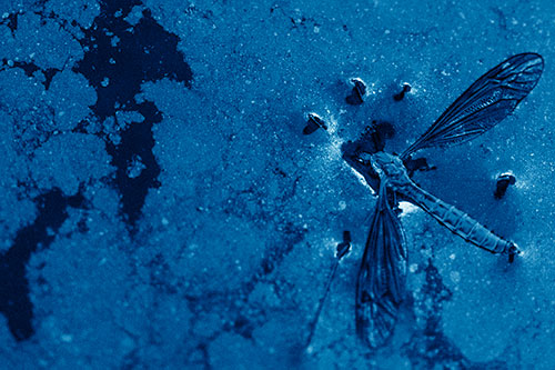 Dead Floating Crane Fly Partly Submerged Among Oily Water (Blue Shade)