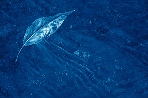 Dead Floating Leaf Creates Shallow Water Ripples (Blue Shade Photo)