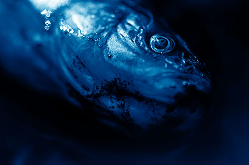 Dead Freshwater Whitefish Washed Ashore (Blue Shade Photo)