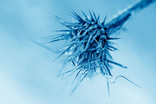 Dead Frigid Spiky Salsify Flower Withering Among Cold (Blue Shade Photo)