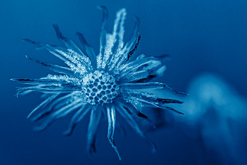 Dead Frozen Ice Covered Aster Flower (Blue Shade Photo)