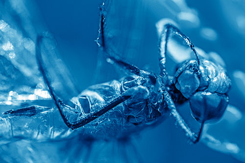 Dead Grotesque Dragonfly Peeling Eye Apart (Blue Shade)