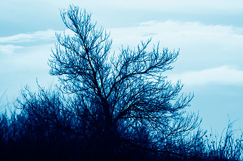 Dead Leafless Tree Standing Tall (Blue Shade Photo)